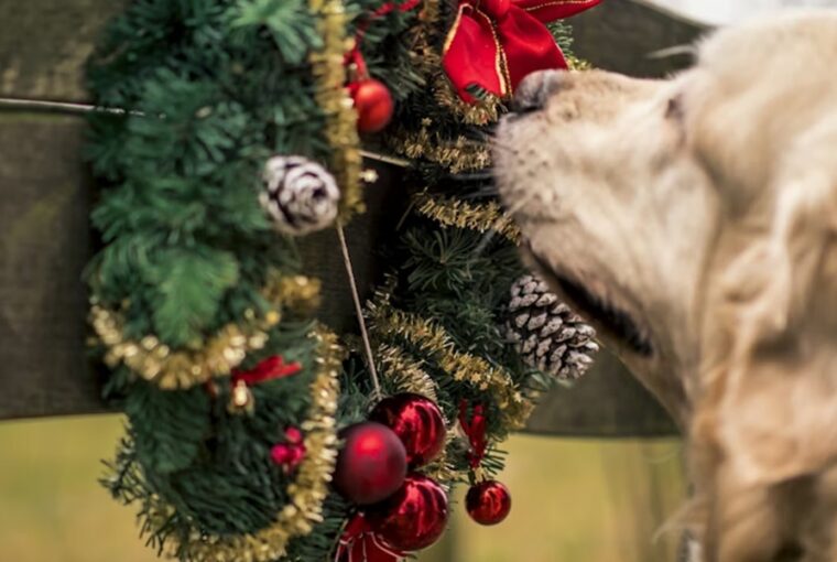 adventi koszoru eheto 1