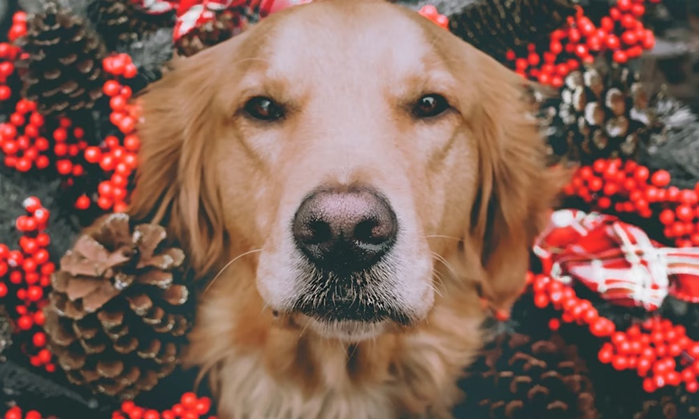 adventi koszoru eheto adventi koszoru eheto