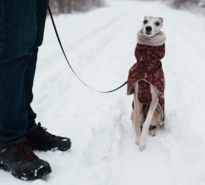 az allat erzi a januart 1