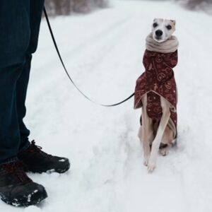 az allat erzi a januart 1