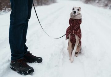 az allat erzi a januart 1