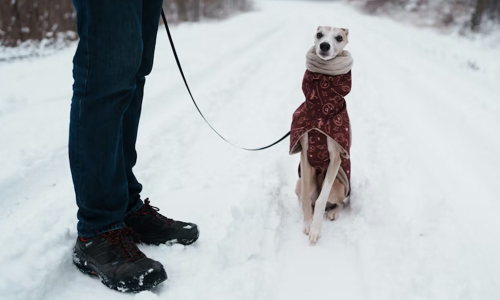 az allat erzi a januart 1