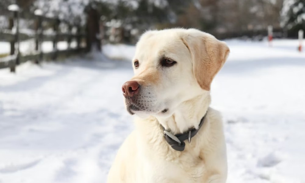 az allat erzi a januart 2 az allat erzi a januart 2