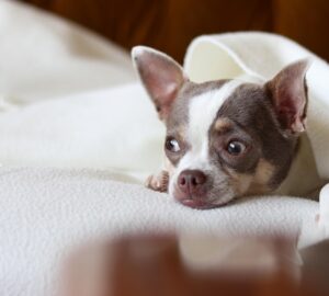 az allat erzi a januart 2026