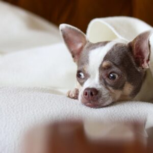 az allat erzi a januart 2026