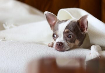 az allat erzi a januart 2026