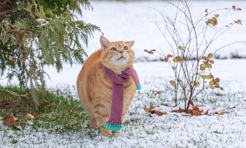 az allat erzi a januart 3 az allat erzi a januart 3