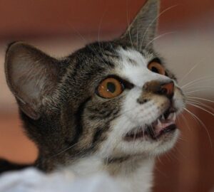 cicak szerint az adventi naptar 2026