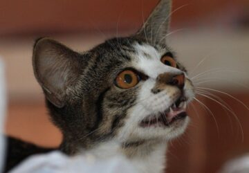 cicak szerint az adventi naptar 2026