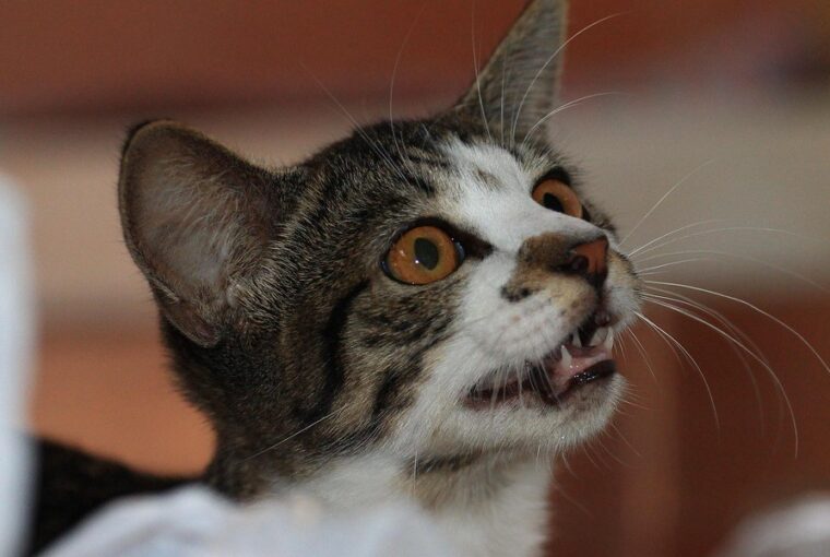 cicak szerint az adventi naptar 2026