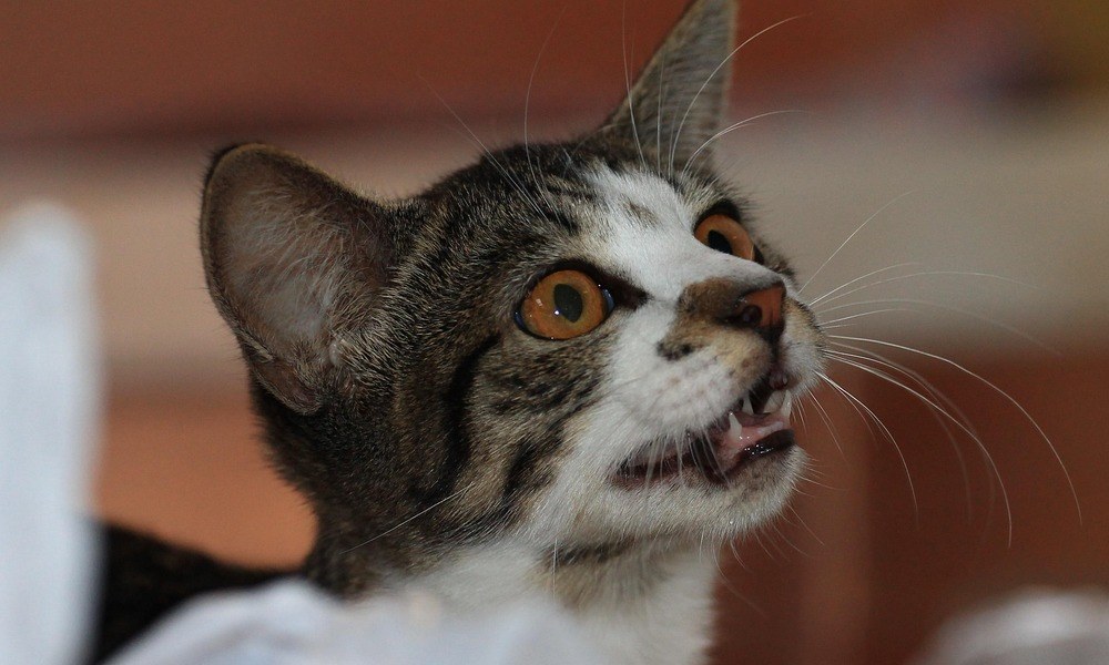 cicak szerint az adventi naptar 2026