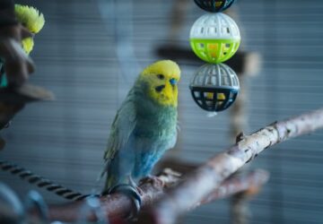 dekoraciok amelyekkel a papagaj eloszor bekes 2026