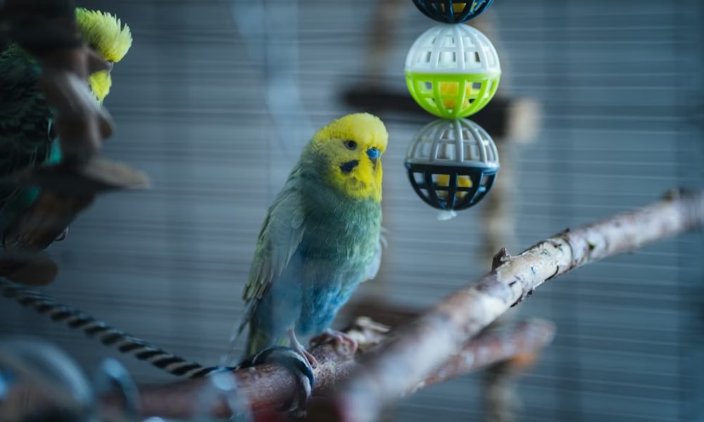 dekoraciok amelyekkel a papagaj eloszor bekes 2026