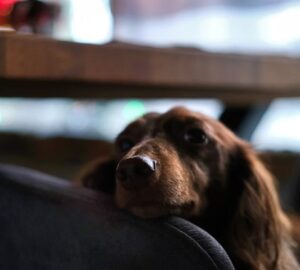 erzekelik az idot az allatok 2026