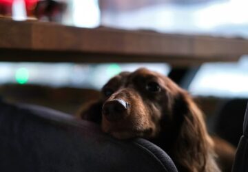 erzekelik az idot az allatok 2026