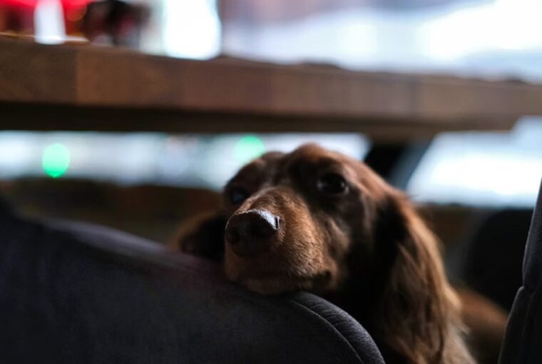 erzekelik az idot az allatok 2026