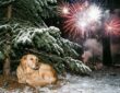 ha szilveszterkor elszokik a kutya