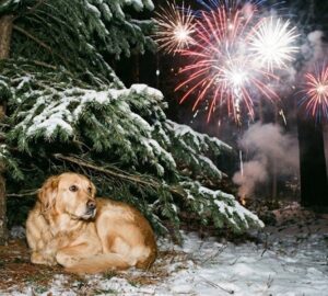 ha szilveszterkor elszokik a kutya