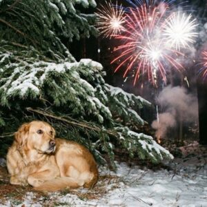 ha szilveszterkor elszokik a kutya