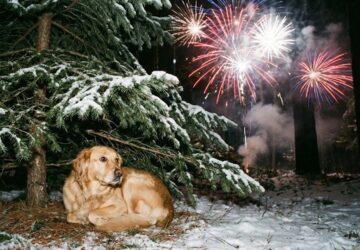 ha szilveszterkor elszokik a kutya