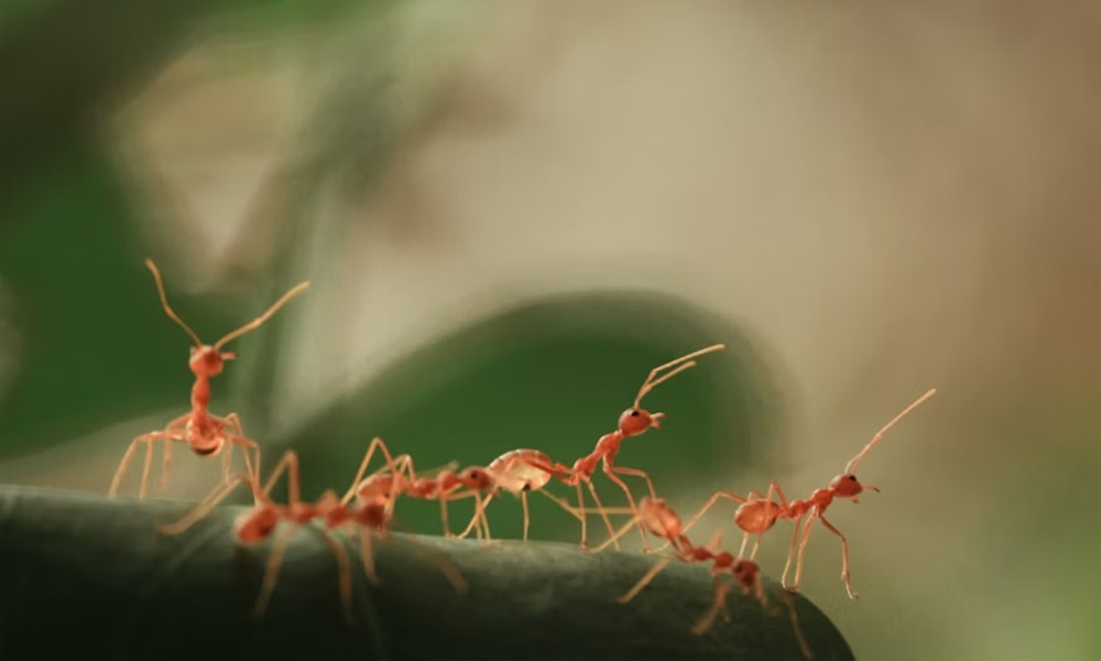 hangyak nem is lelegeznek 1