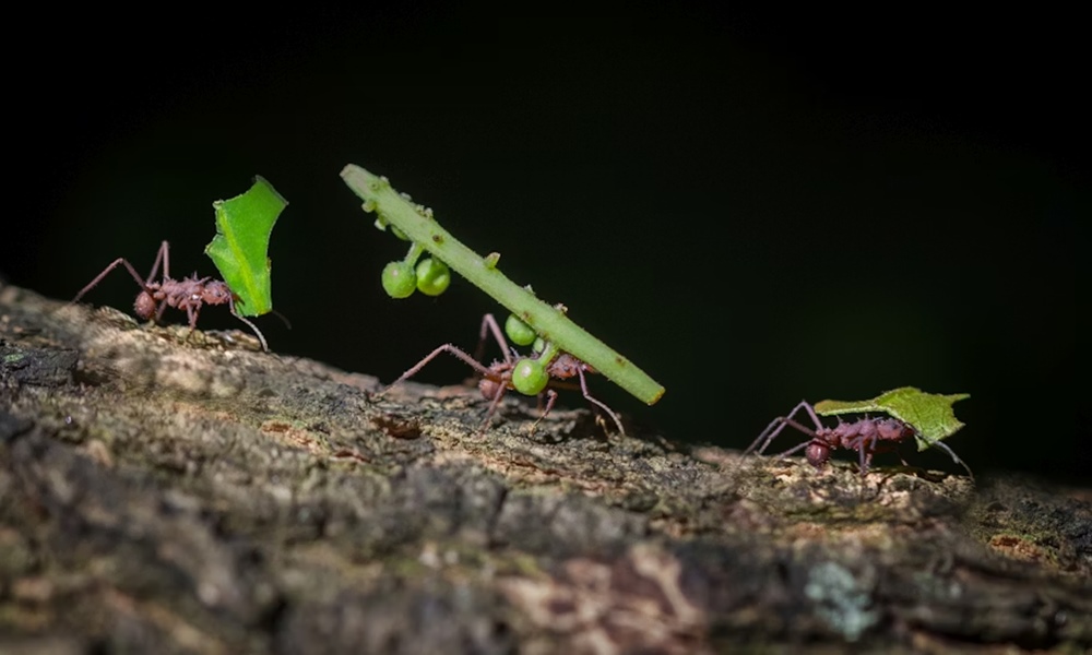 hangyak nem is lelegeznek 2