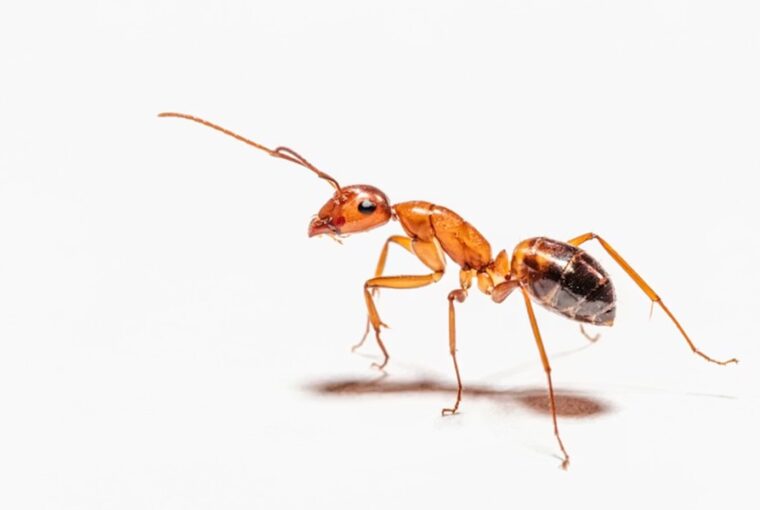 hangyak nem is lelegeznek 2026