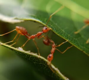 hangyak nem is lelegeznek