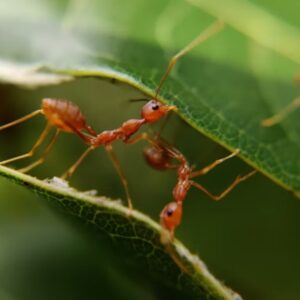 hangyak nem is lelegeznek