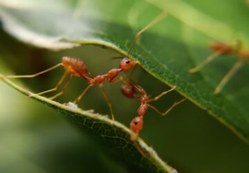 hangyak nem is lelegeznek