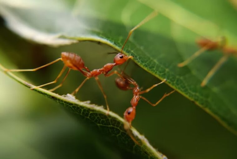 hangyak nem is lelegeznek