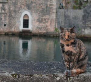 hogyan hoztak europaba a macskakat a romaiak 1