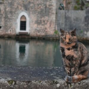 hogyan hoztak europaba a macskakat a romaiak 1