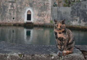 hogyan hoztak europaba a macskakat a romaiak 1