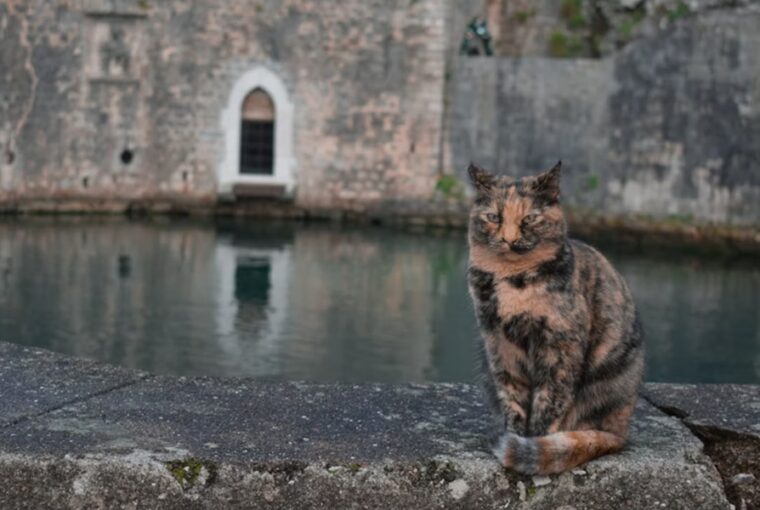 hogyan hoztak europaba a macskakat a romaiak 1
