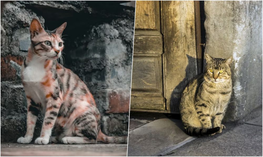 hogyan hoztak europaba a macskakat a romaiak 2