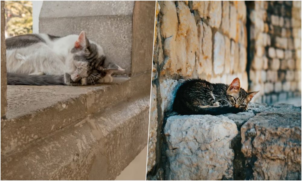 hogyan hoztak europaba a macskakat a romaiak