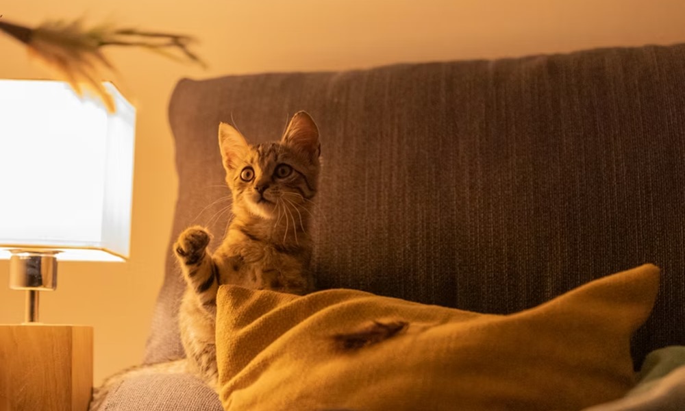 igy erzekelik az idot az allatok 1