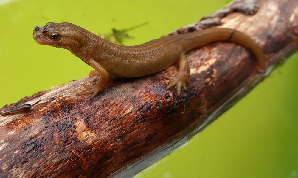 igy erzekelik az idot az allatok 2