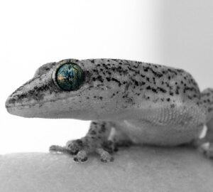 igy erzekelik az idot az allatok