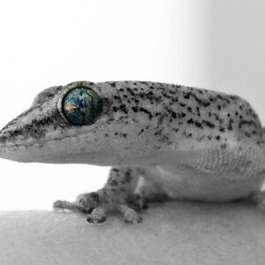 igy erzekelik az idot az allatok