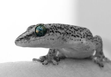 igy erzekelik az idot az allatok