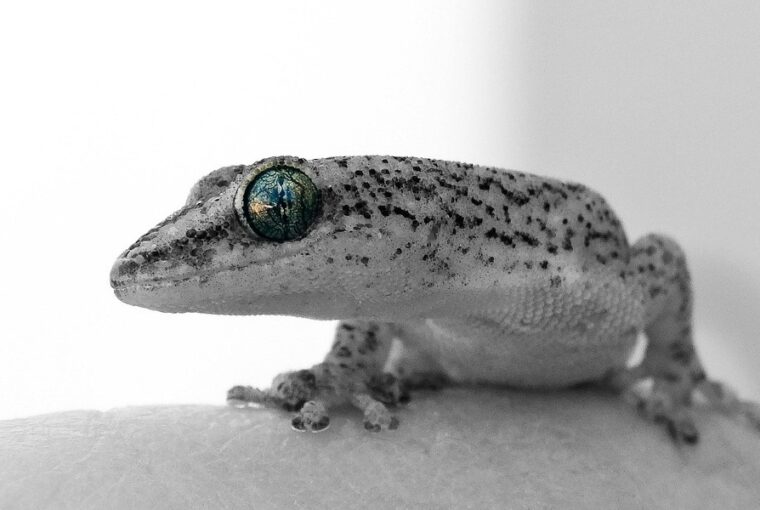 igy erzekelik az idot az allatok