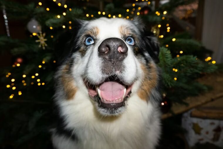 karacsonyi diszek mint termeszetes ellensegek 1