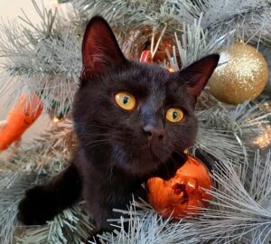 karacsonyi diszek mint termeszetes ellensegek 2026