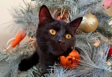 karacsonyi diszek mint termeszetes ellensegek 2026