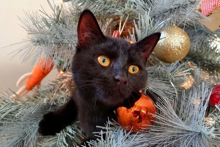 karacsonyi diszek mint termeszetes ellensegek 2026