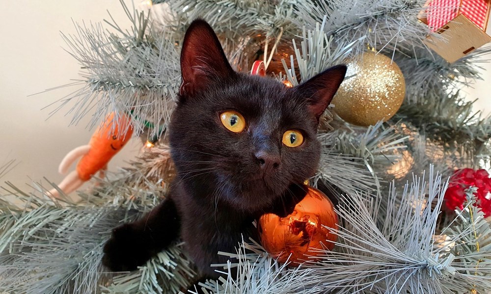 karacsonyi diszek mint termeszetes ellensegek 2026