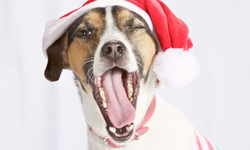 kutya aki ellopta a bejglit 1