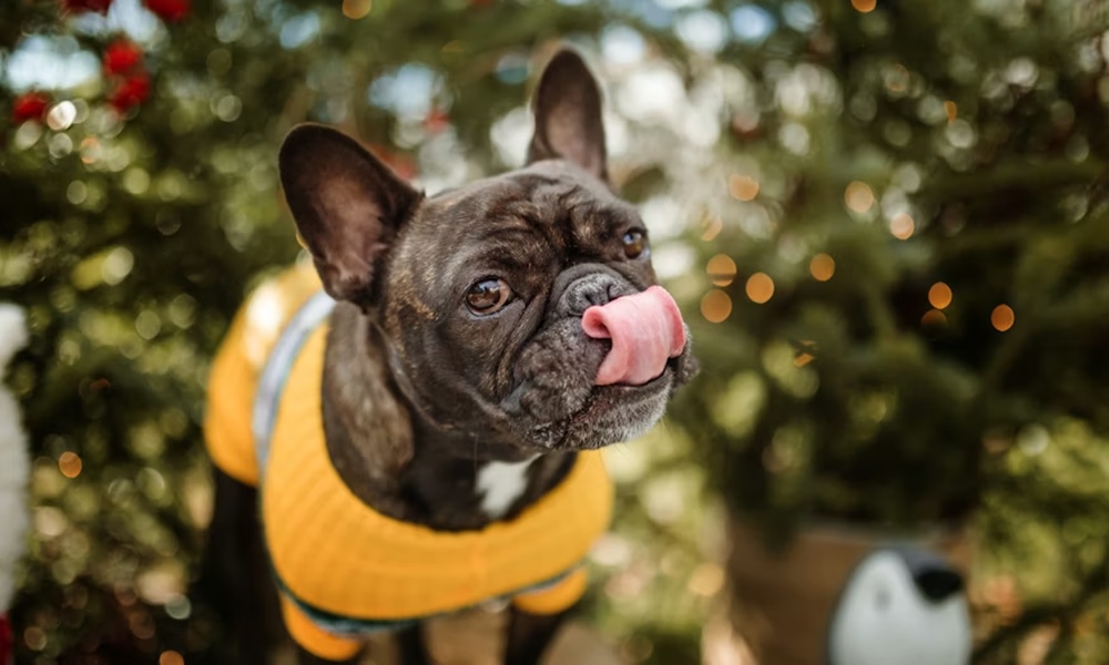 kutya aki ellopta a bejglit kutya aki ellopta a bejglit